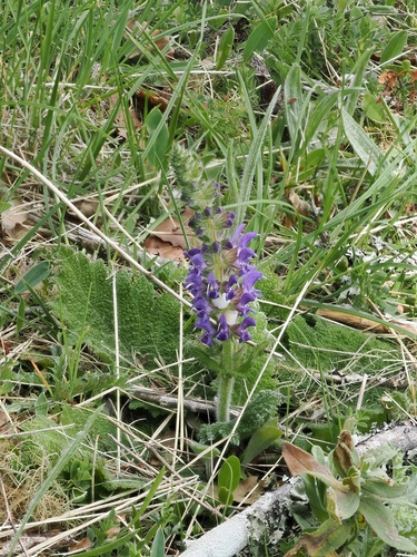 Salvia sclareoides, photograph 4
