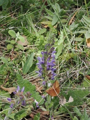 (c) pmgaspar, some rights reserved (CC BY) Salvia sclareoides, photograph (c) pmgaspar, some rights reserved (CC BY)
