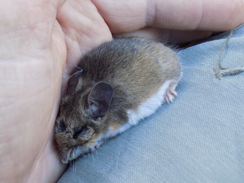 Black-eared Mouse
