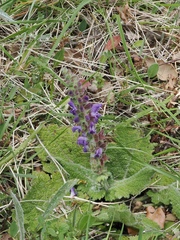 Salvia sclareoides, photograph (c) pmgaspar, some rights reserved (CC BY)