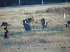 Macropus fuliginosus