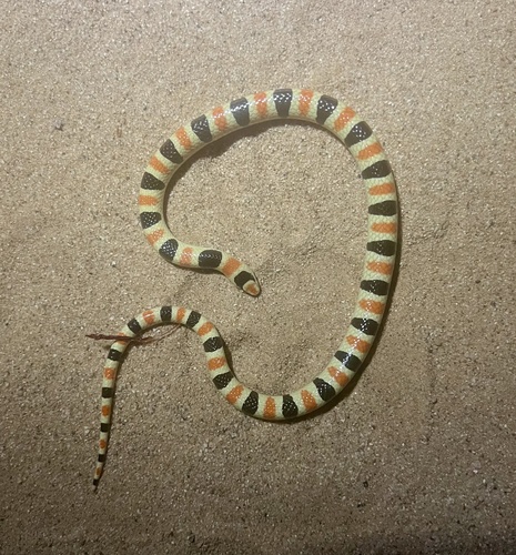 Colorado Desert Shovelnose Snake