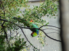 Purpureicephalus spurius