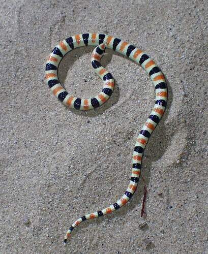 Colorado Desert Shovelnose Snake