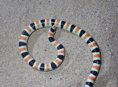 Colorado Desert Shovelnose Snake