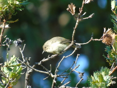 Acanthiza inornata