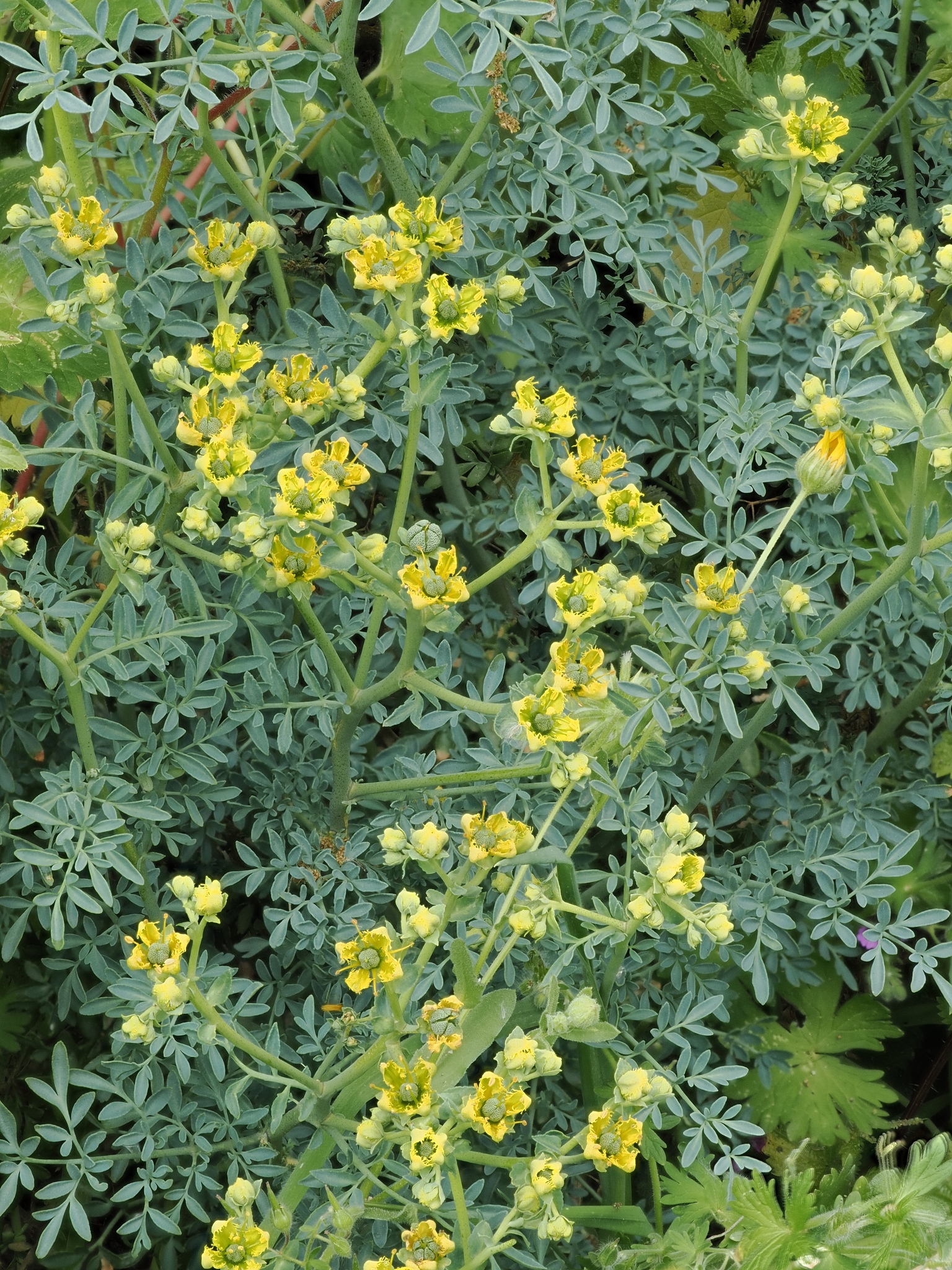 Fringed Rue (Ruta chalepensis)