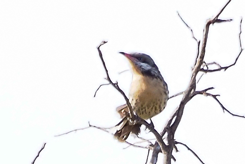 Spiny-cheeked Honeyeater
