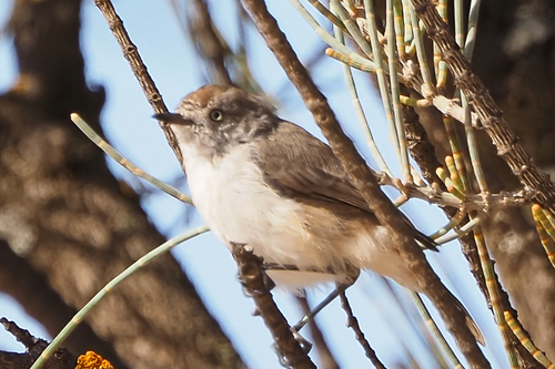 Chestnut-rumped Thornbill