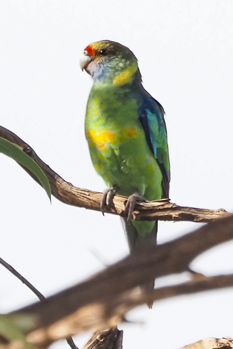 Australian Ringneck