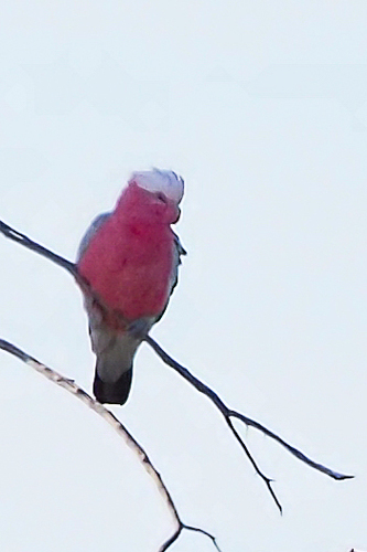 Galah