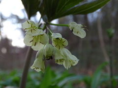 Cardamine enneaphyllos