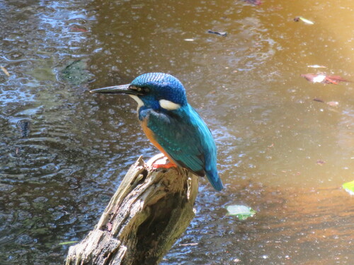 iNaturalist image