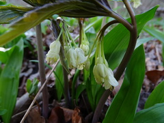 Cardamine enneaphyllos