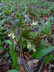 Cardamine enneaphyllos