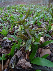 Cardamine enneaphyllos