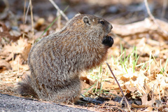 Woodchuck photo 3