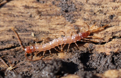 Brown Centipede, photo 9 of 9