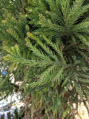 Cryptomeria
