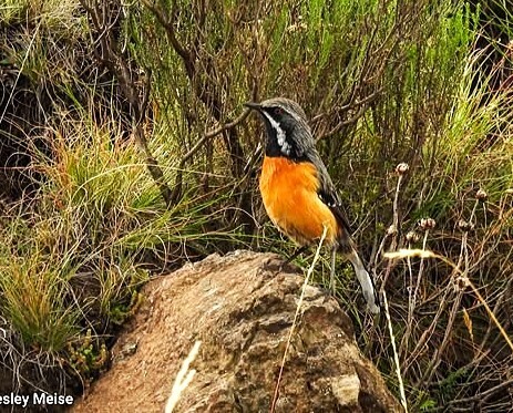 Drakensberg Rockjumper (Chaetops aurantius), photo 2