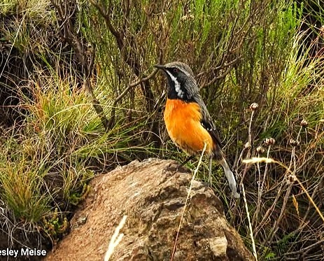 Drakensberg Rockjumper (Chaetops aurantius), photo 2