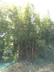 Phyllostachys makinoi