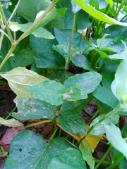 Commelina benghalensis