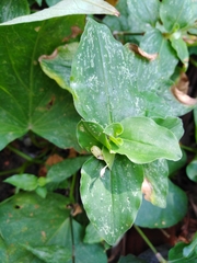 Commelina benghalensis