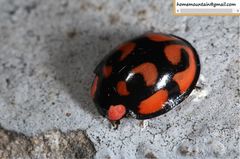 Aiolocaria hexaspilota