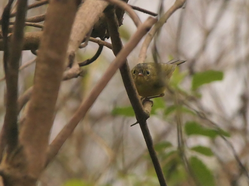 Whistler's Warbler (Phylloscopus whistleri), photo 7