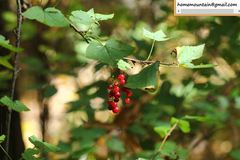 Ribes mandshuricum