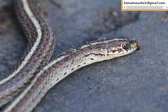 Orientocoluber spinalis