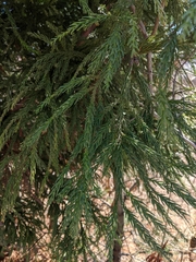 Cryptomeria