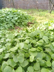Claytonia perfoliata