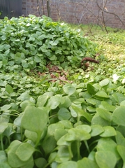 Claytonia perfoliata