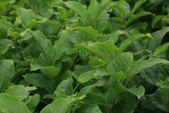 Euonymus sachalinensis