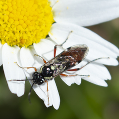 Tenthredopsis litterata