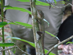 Lophosaurus spinipes