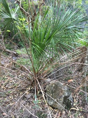 Livistona decora