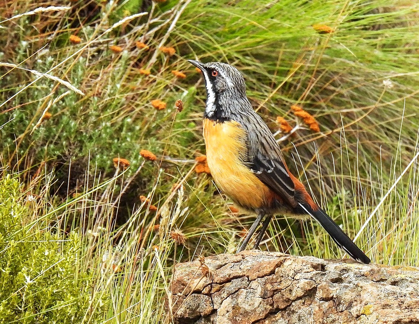 Drakensberg Rockjumper (Chaetops aurantius), photo 3