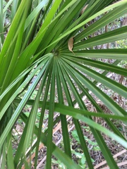Livistona decora