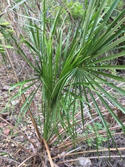 Livistona decora
