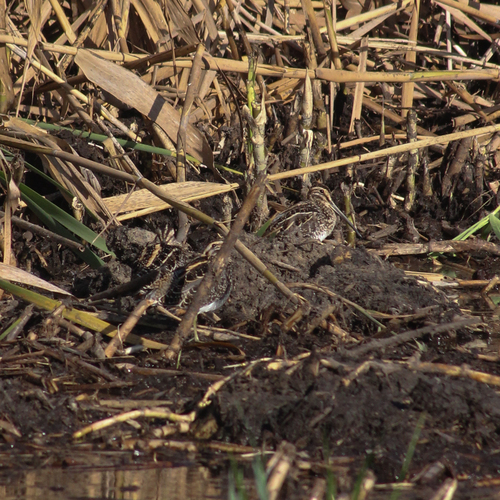 iNaturalist image