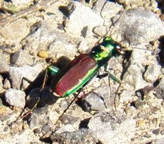 Cicindela splendida