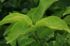 Euonymus sachalinensis