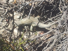 Liolaemus fitzingerii