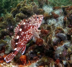 Sebastiscus marmoratus