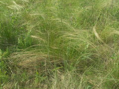 Stipa tirsa