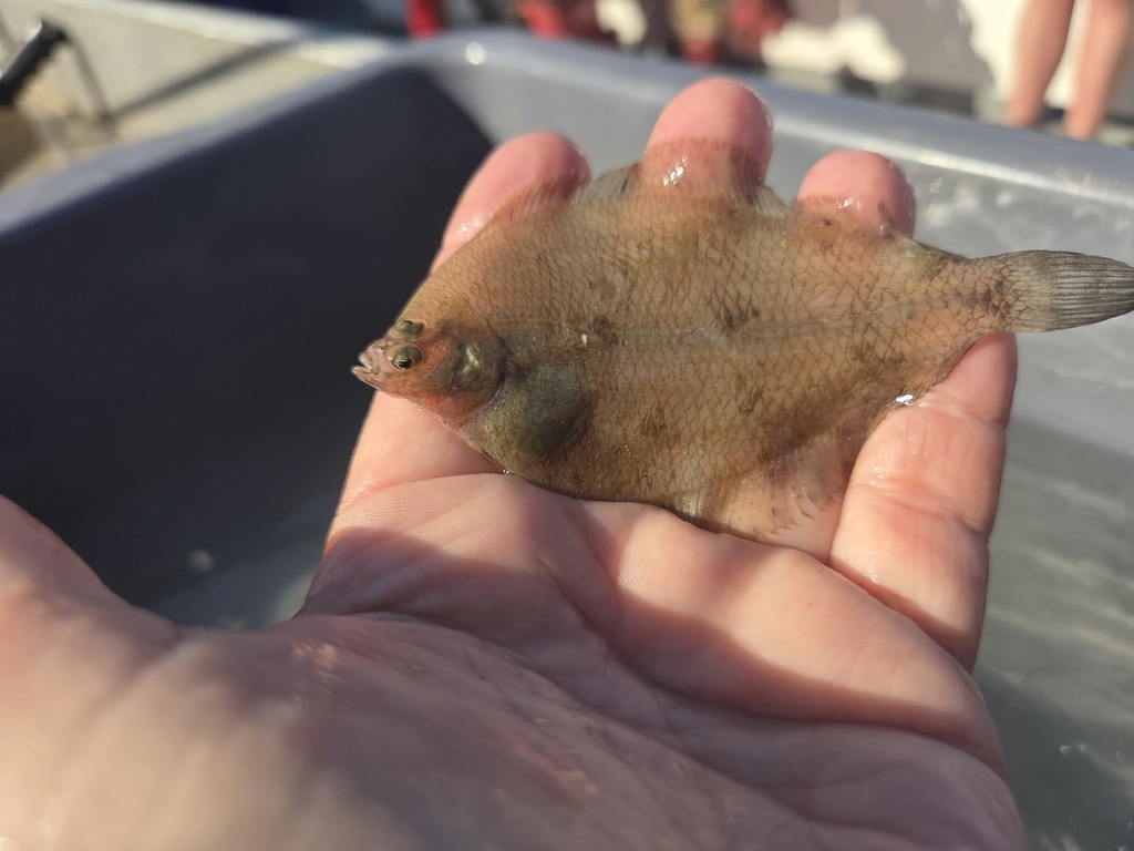 Gulf Stream flounder (Citharichthys arctifrons) — Paralichthyidae