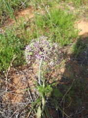Allium tel-avivense